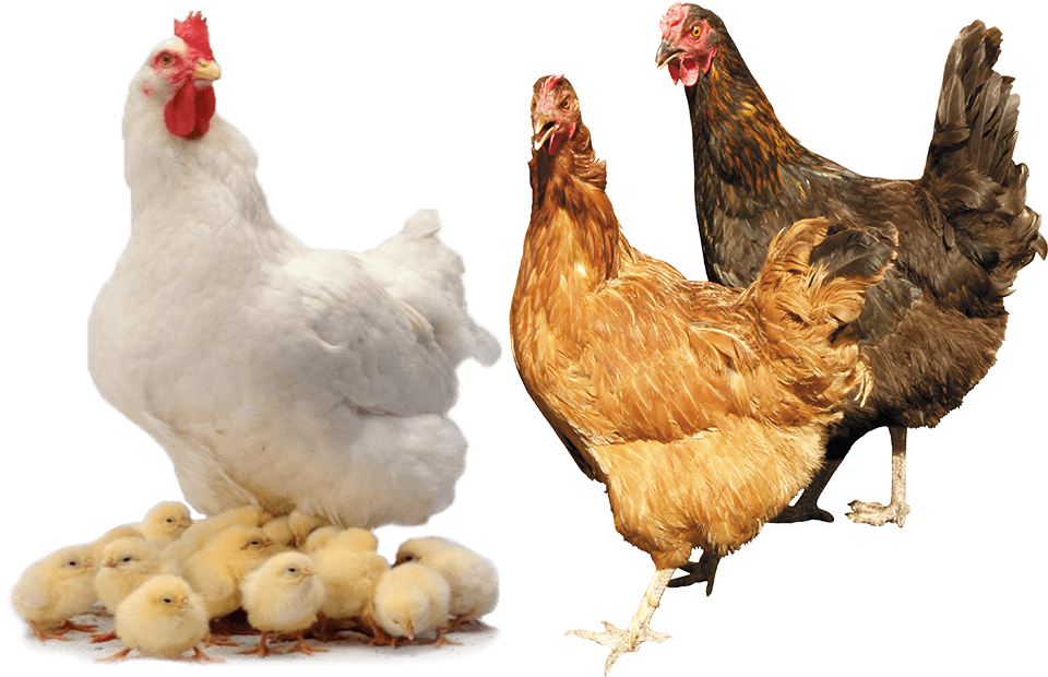 Toxin binder for poultry feed price Manufacture Supplier of Feed